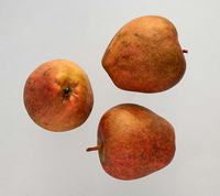 Adams Pearmain æblesort